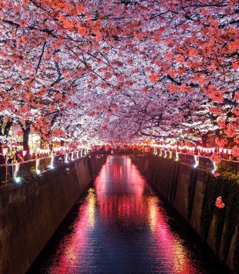 Official Statistics: Cherry blossom tree near lit bridge in Japan 
