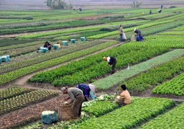 Ninth International Conference on Agricultural Statistics ICAS IX