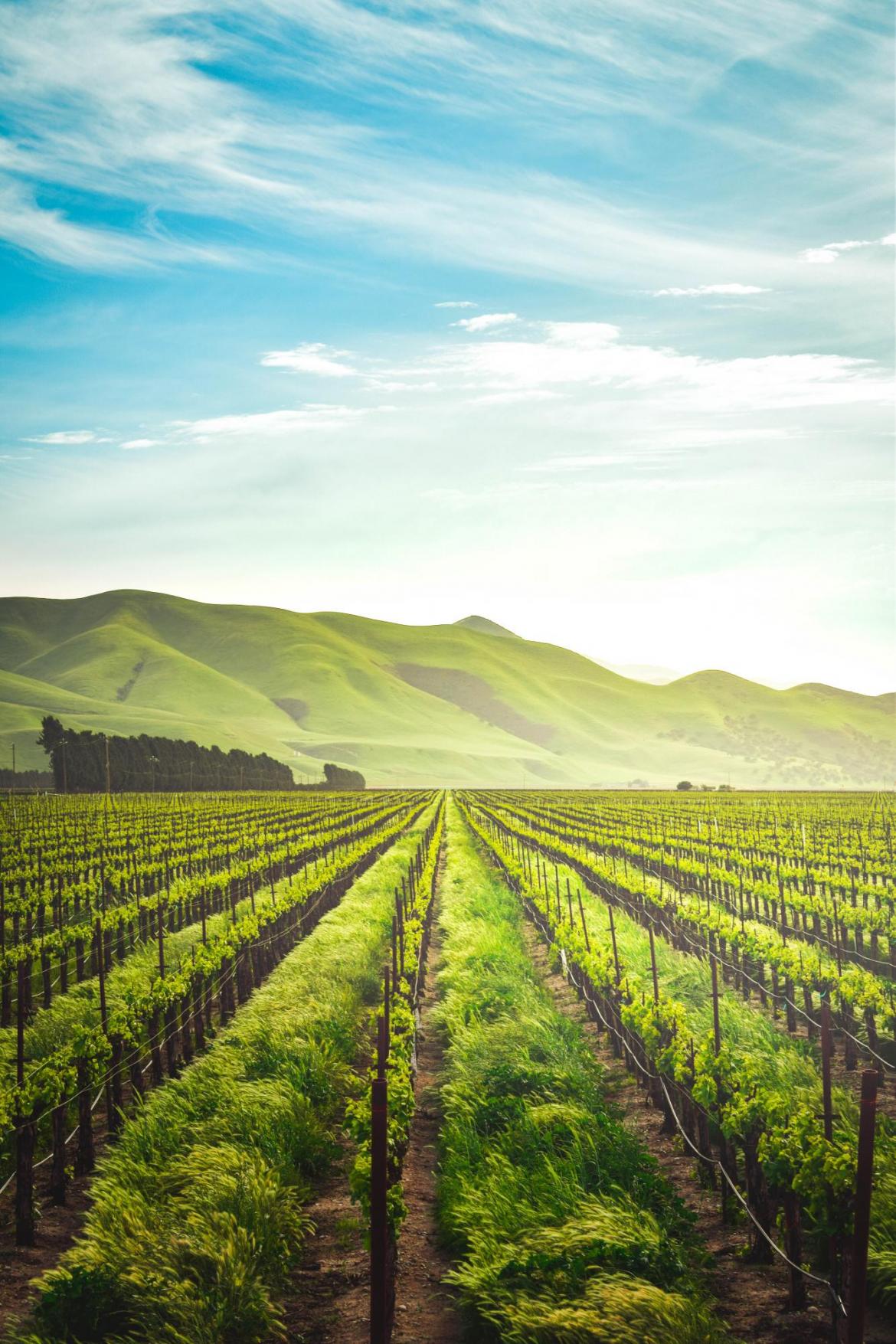 Fields in rising sun