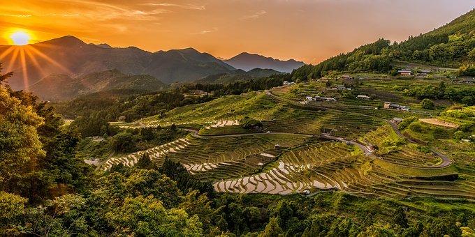 Rice Fields on a Hill 